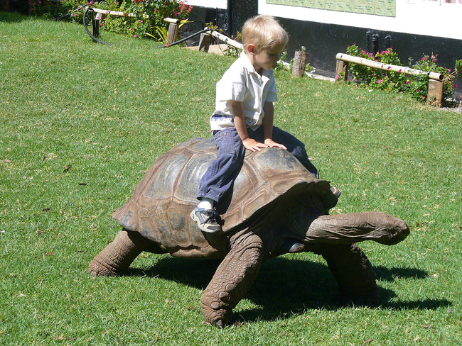 8.) Giant Tortoise - Kenya