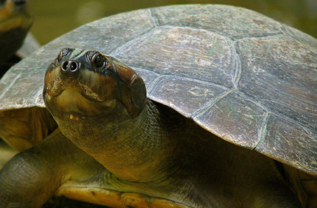 Turtles chat about their kids.