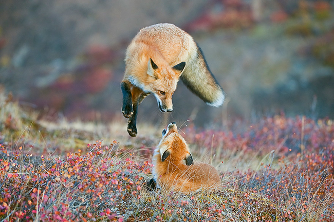 These energetic foxes.