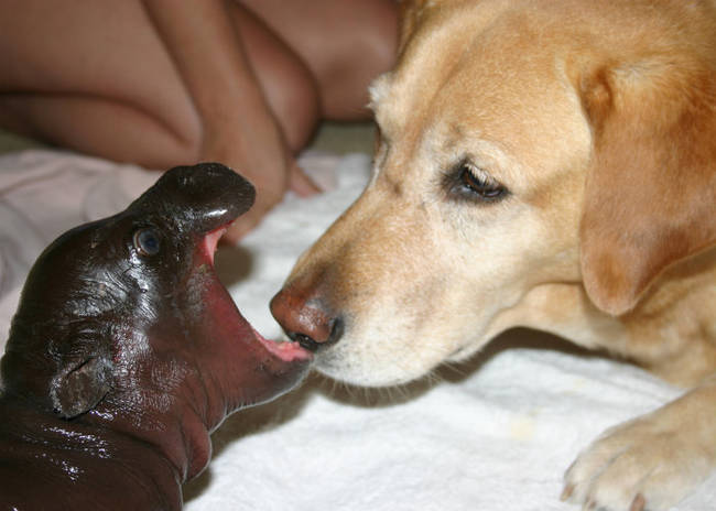 This loving labrador who has helped raise over 30 animals, including this pygmy hippo, at the Cango Wildlife Reserve in South Africa.