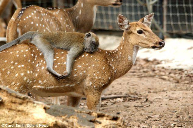 6.) This Chital deer was the only one to let a little macaque ride around on her back at a zoo in Malaysia. As a reward, the little guy groomed her and took a snooze.