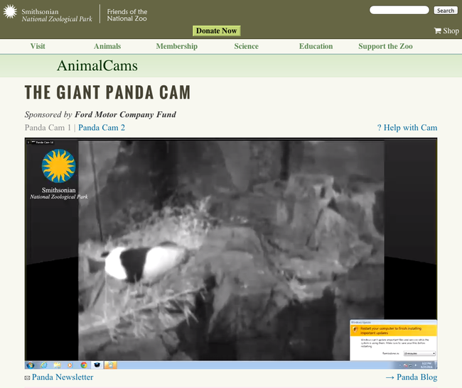 7.) Panda Cam: The Smithsonian's very own Panda and her cub.