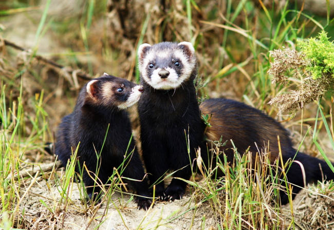 Polecat