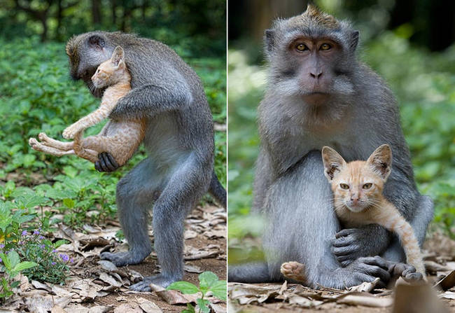 3.) This long tailed macaque was caught on camera hanging out with his good friend a ginger kitten. They've been seen together in the Monkey Forest in Ubud, Bail.