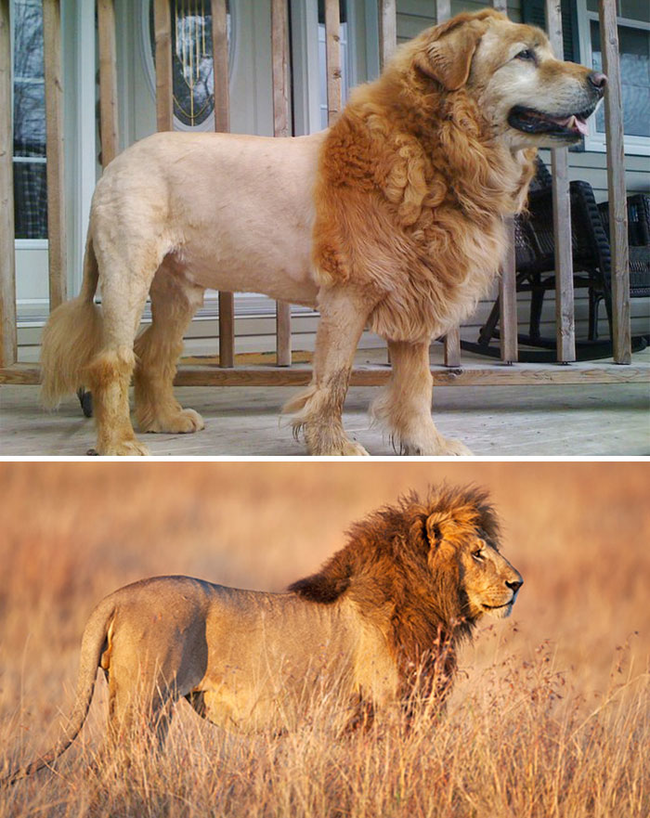 9.) Dog looks like a lion