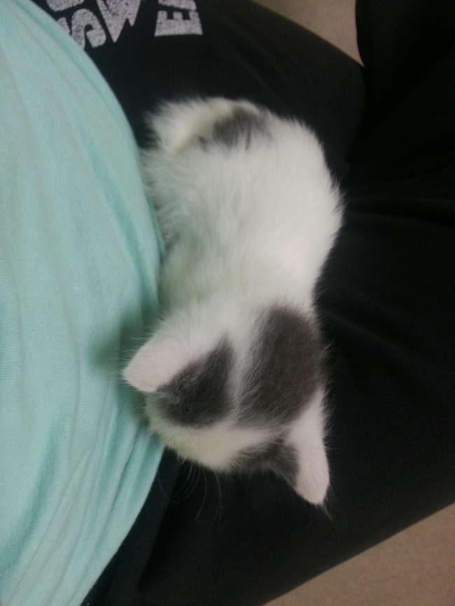 He snuggled up in her lap as they waited to see the vet.