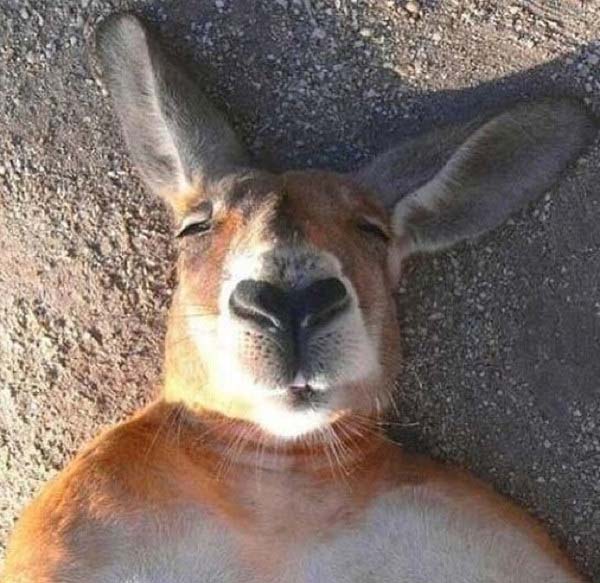 3.) Kangaroo selfies are laaaaaid baaaack.