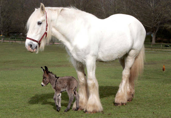 8.) Gulliver, a white Shire horse, and his best friend Apollo, the miniature donkey, play well together - as long as no one gets stepped on.