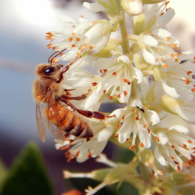1.) Honeybees.