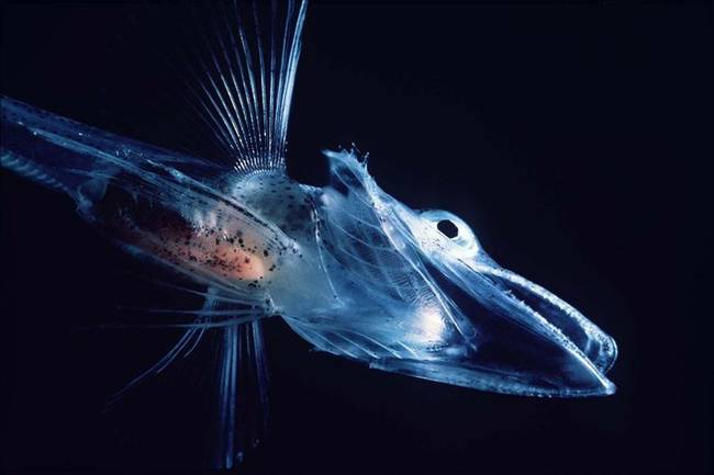 9.) Crocodile Icefish