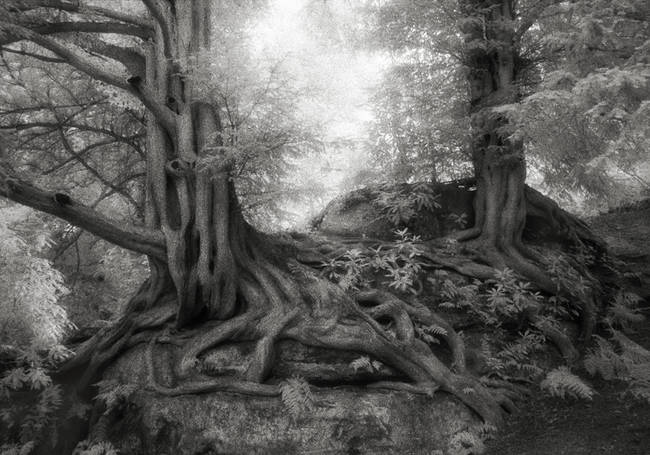 "The pictured trees include the tangled, hollow-trunked yews—some more than a thousand years old—that grow in English churchyards; the baobabs of Madagascar, called 'upside-down trees' because of the curious disproportion of their giant trunks and modest branches; and the fantastical dragon’s-blood trees, red-sapped and umbrella-shaped, that grow only on the island of Socotra, off the Horn of Africa."