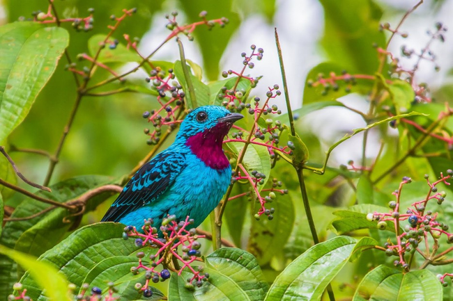 17.) Spangled Cotinga