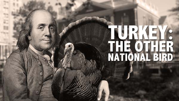 9.) Benjamin Franklin didn’t propose the wild turkey as a symbol for the United States. He wrote a private letter to his daughter, expressing the fact that he didn’t like the eagle and preferred the turkey.