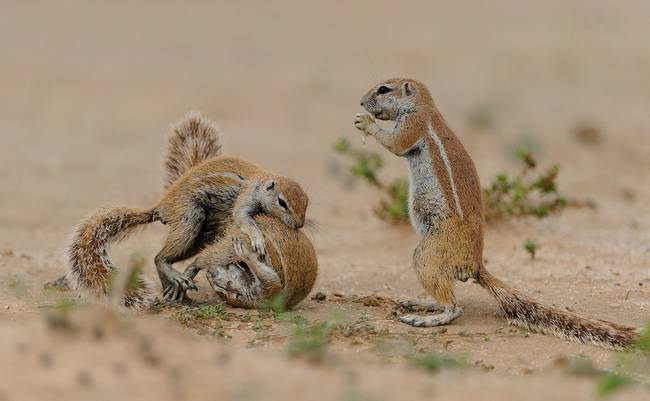 ...but he found his second wind just as a spectator showed up to enjoy a ringside view.