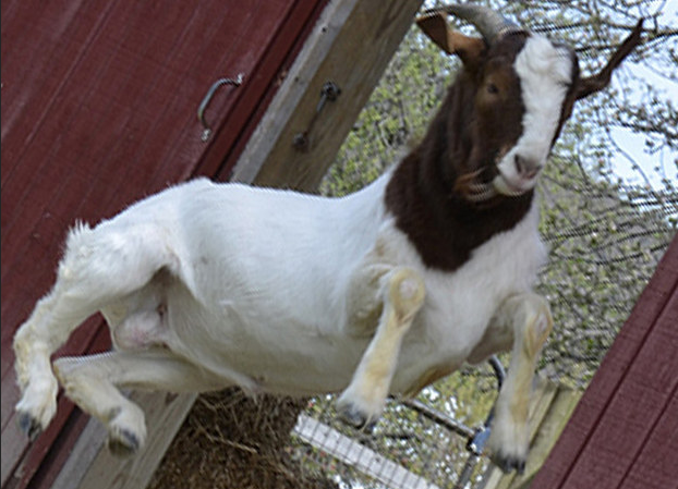 After: Elliot had escaped from a live animal market and is now strong enough to be active.