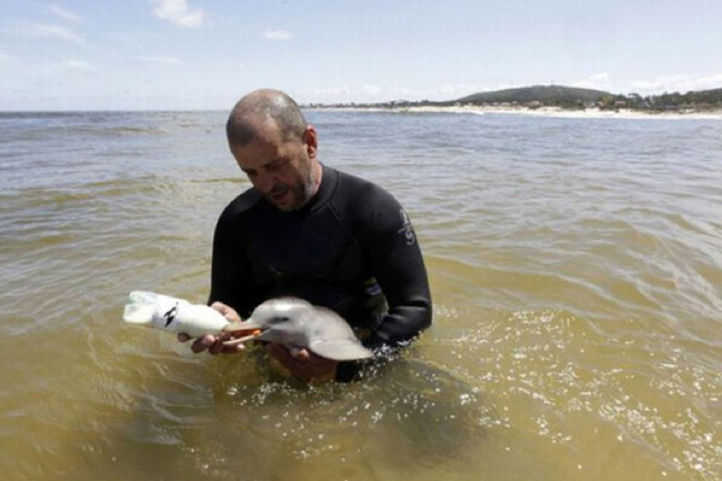 17.) Rescuer nurses a baby dolphin.