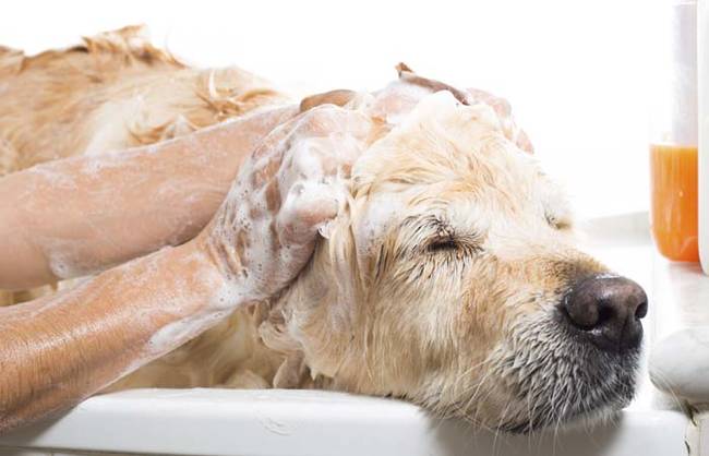 Make a flea bath for dogs.