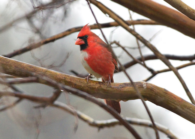 The dual coloring makes this cardinal extra majestic.