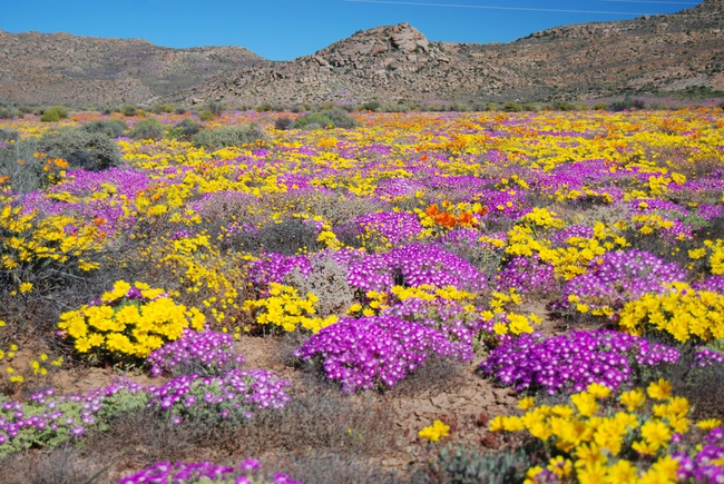 Namaqualand, Namibia