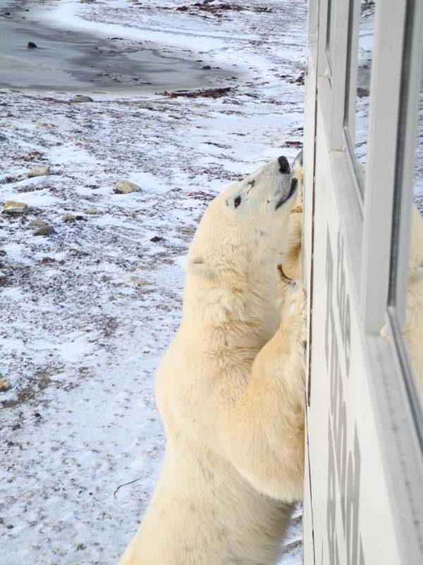 The young bears are also out learning what it is to be a polar bear.