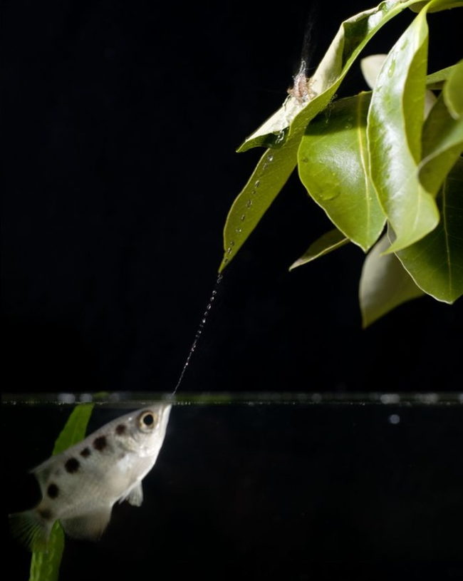 1.) Archerfish