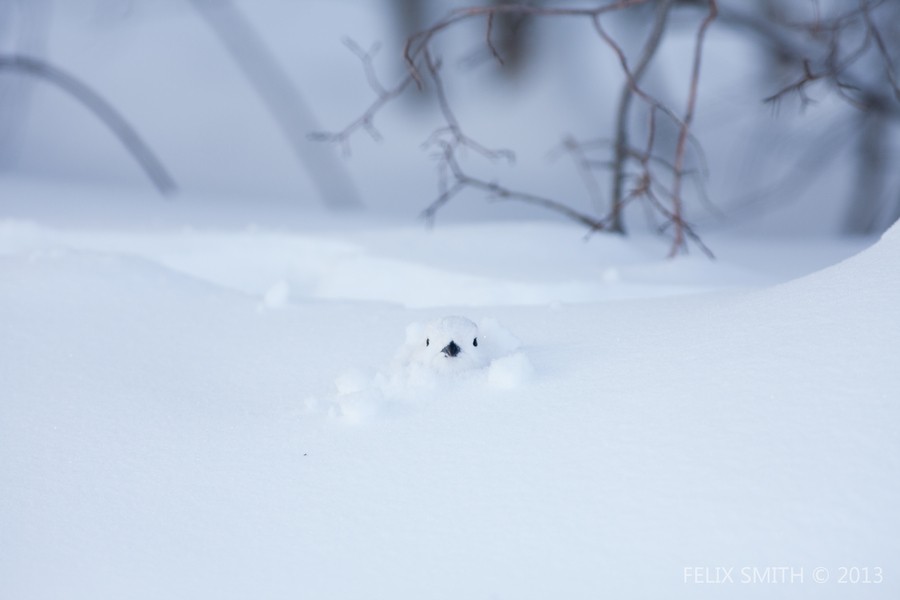 Willow Ptarmigans