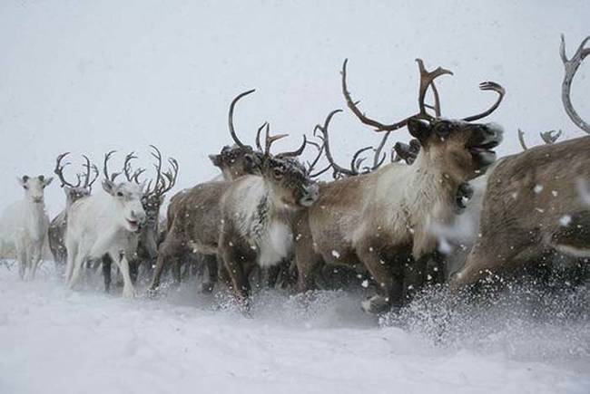 17.) Reindeer.