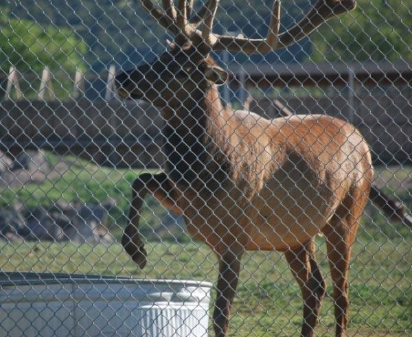 Then even odder: he began pawing at it with his hooves.