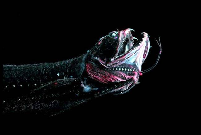 Say hello to the Dragon Fish.