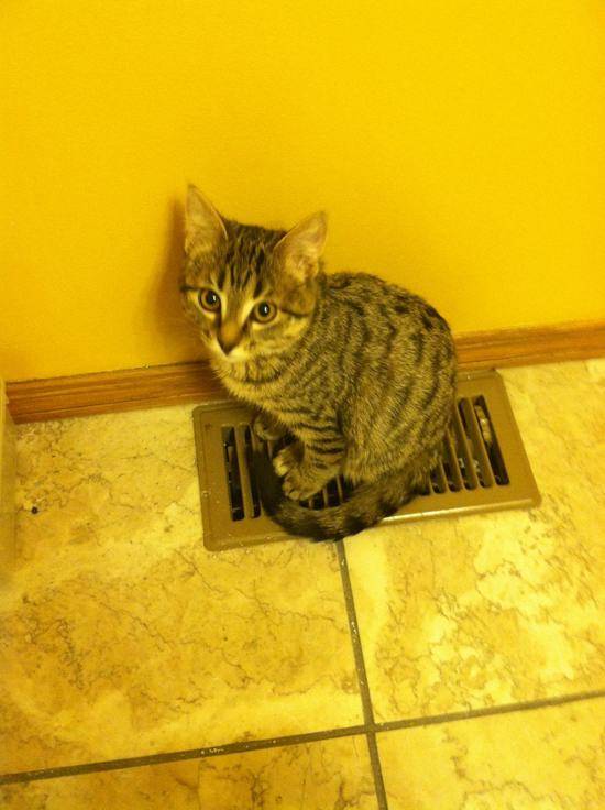 "Dunno why the floor right here is so warm, but I like it."