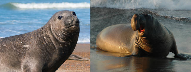 Elephant Seals, too.