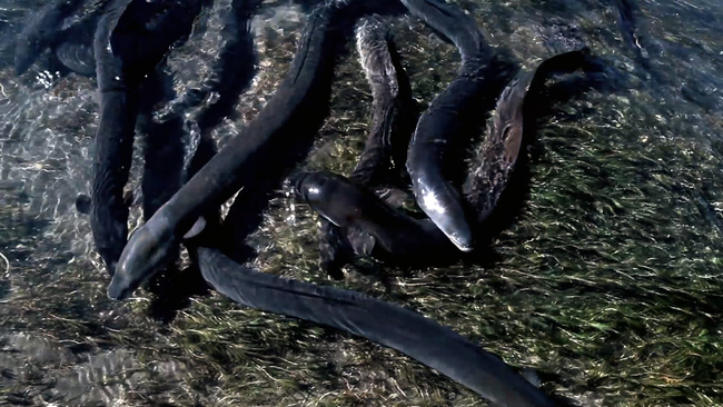 11.) A seething of eels.