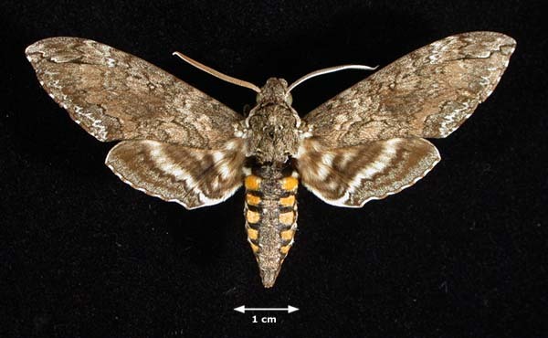 Moths - Common Moths have been known to go crawling through your ears every now and then and it is extremely hard to remove, doctors have to carefully remove them with tweezers.