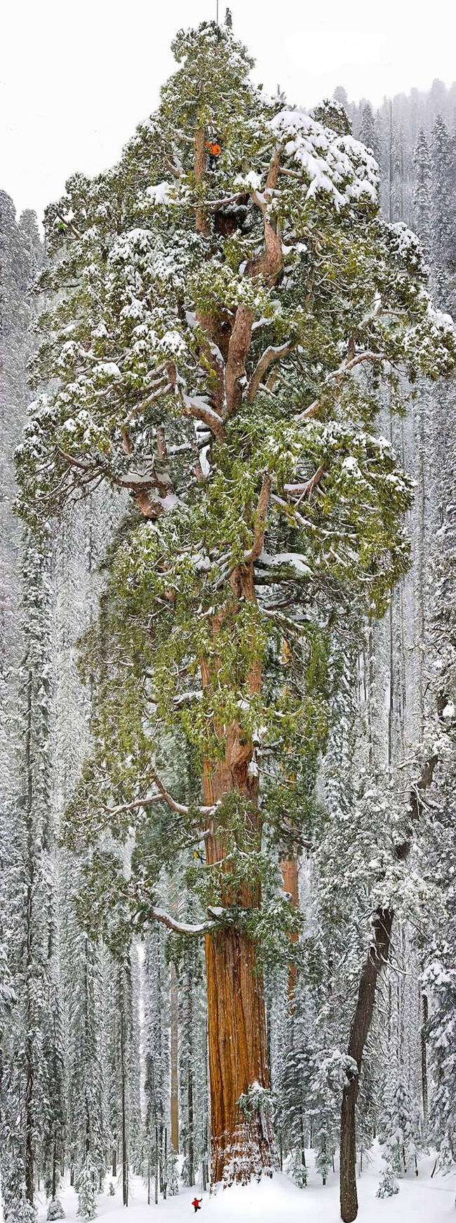 Meet The President, one of the largest sequoia trees in the world. You can find him in California.