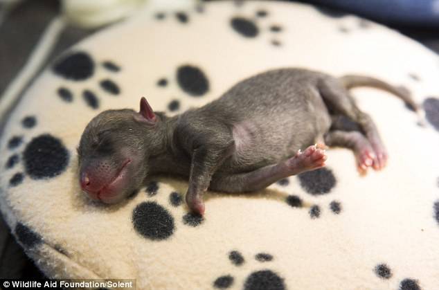 This is believed to be the first litter of foxes born in 2015 - as it's a few months ahead of when foxes usually give birth.