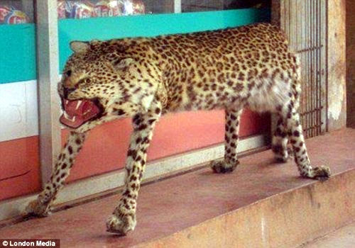 5.) The rare no-neck cheetah.