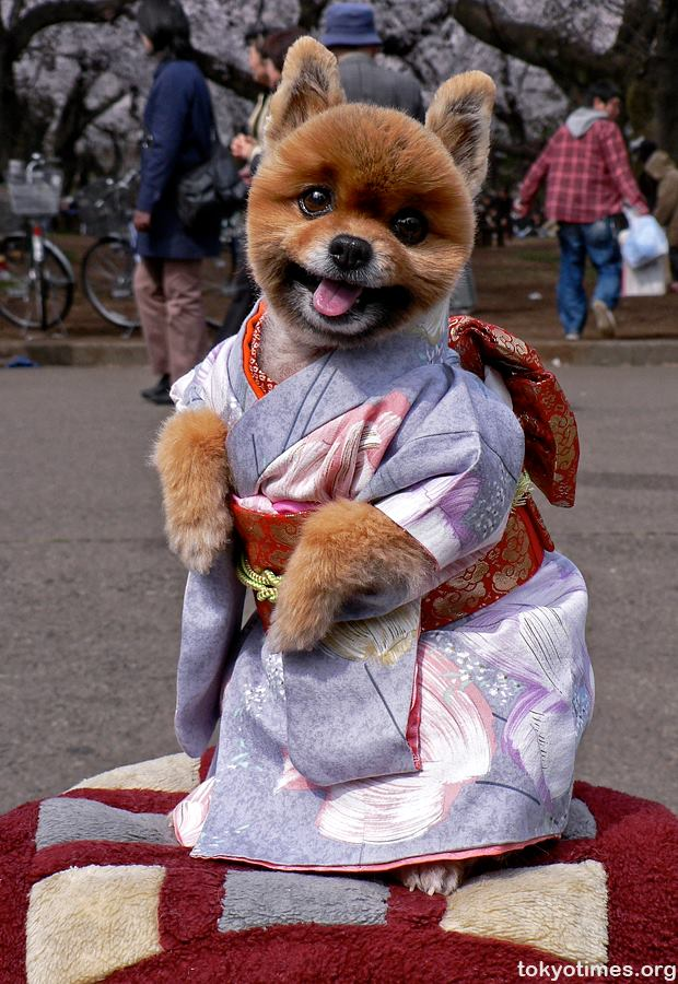 16.) Sometimes dogs dress in traditional Japanese garb.