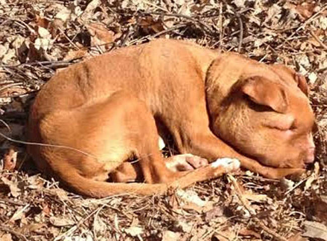 When her rescuers attempted to give her some food and water, she couldn't get anything down.