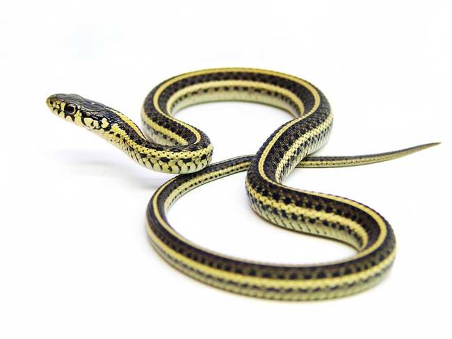 Garter snakes are among the most harmless type of snake out there. These garter snakes found their way into the family's home looking for a place to hibernate for the winter.