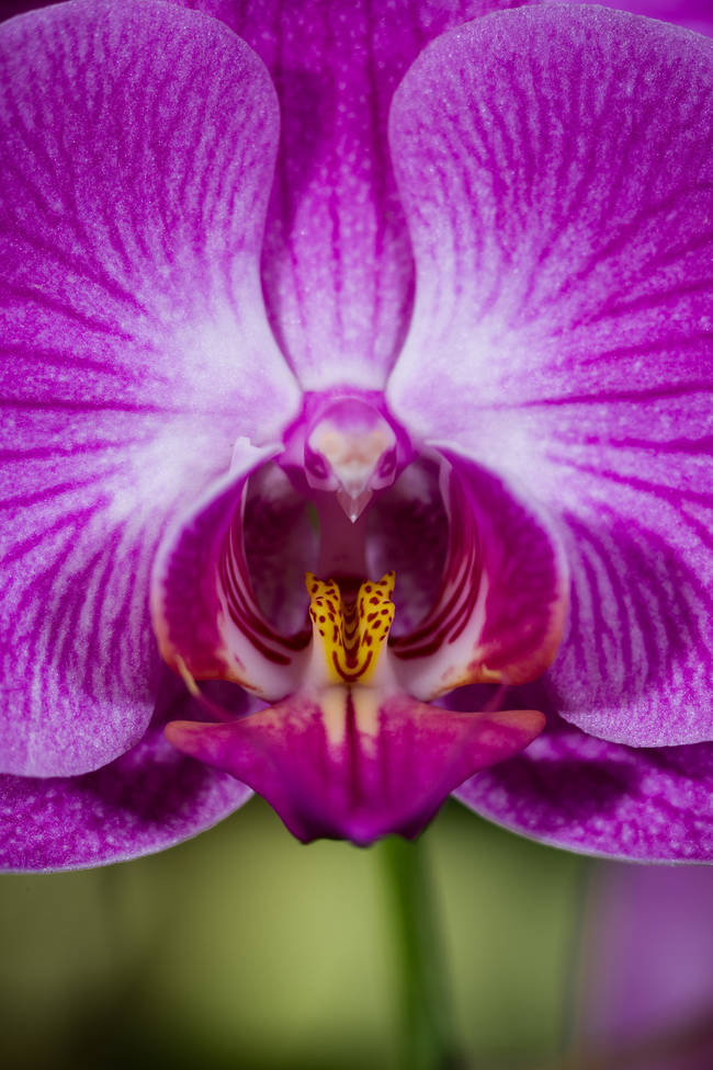 Pink Moth Orchid (Phalaenopsis)