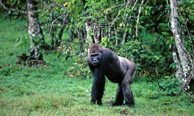 The scientific name for the Western lowland gorilla is Gorilla gorilla gorilla.