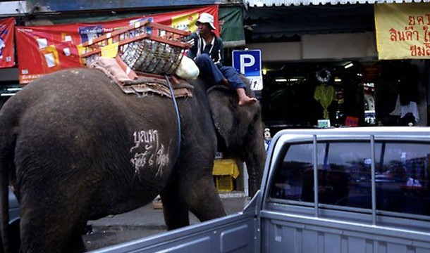 18. In Florida if an elephant is tied to a parking meter, the attendant must deposit money in the meter.