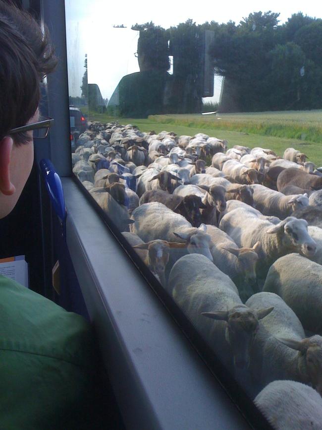 20.) No, that's not your reflection in the window, those are actual sheep.