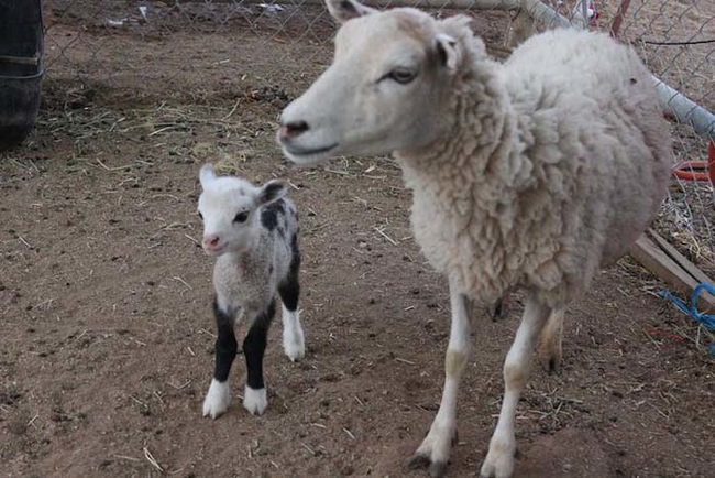 She has a wooly stomach and longer tail thanks to her mom.