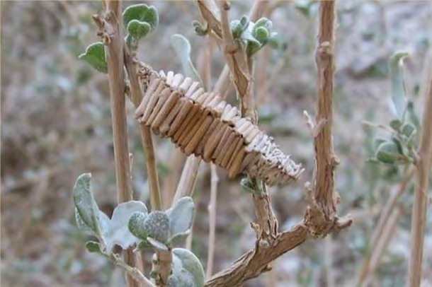 14.) Amicta Cocoons: This orthogonal structure is created by the female Amicta quadrangularis for pupation. It’s formed out of bits of grass stems and measures about 1.1 inch long and 0.2 to 0.3 inches square.