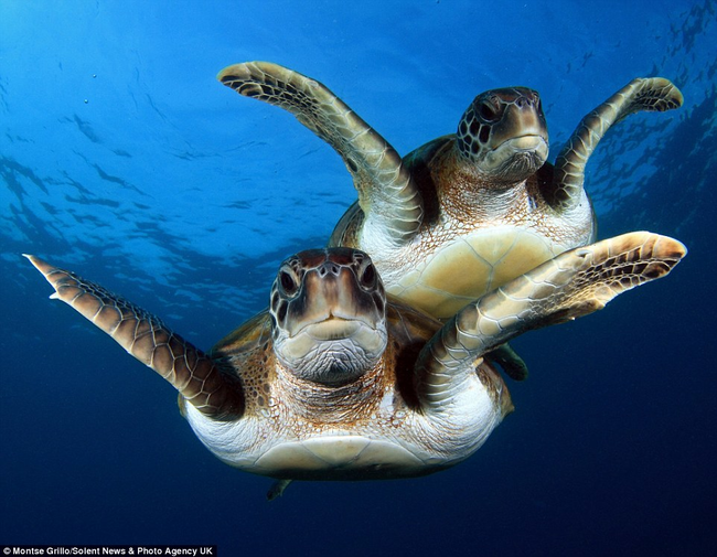 Unlike other sea turtles, green turtles become total herbivores when they reach adulthood.