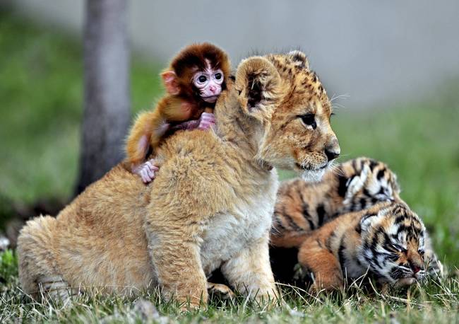 14.) The more the merrier in this wild bunch! A baby monkey, lion cub, and tiger cubs cozy up at a tiger park in China.