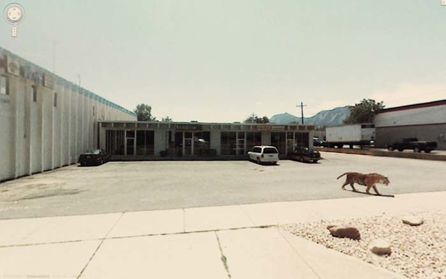 14.) Just a tiger stalking humans in a parking lot.