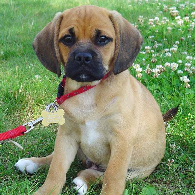 Puggle