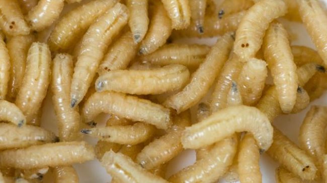 Maggots - These repugnant creatures have been found all over humans, though majority of infections occur in the scalp. Avoid garbage cans, dead animals, and rotten food if you don't want a coiffure resident.